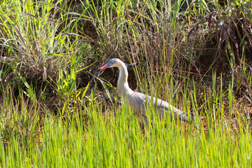 Great white egret peeking its prey in the marsh with tall grass