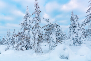 Winter landscape