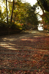 autumn leaves fall Kyoto Japan