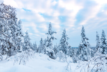 winter panorama of mountain forest with snow covered fir trees. Colorful outdoor scene, . Beauty of nature concept background