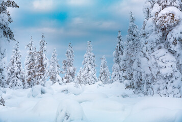 winter panorama of mountain forest with snow covered fir trees. Colorful outdoor scene, . Beauty of nature concept background