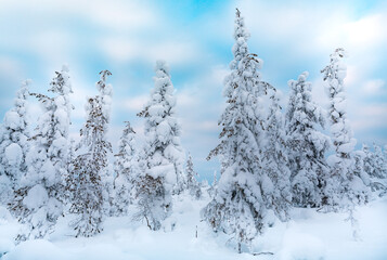Winter landscape