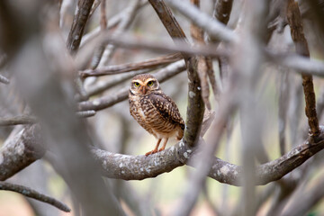 Burrowing owl (Athene cunicularia), closeup attentive to the surroundings protecting its nest