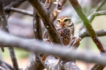 Burrowing Owl - Athene cunicularia - in the tree attentive taking care of its burrow and its young