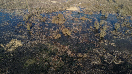 Aerial drone view of swamp in nature. Colorful swampy marsh in winter. Water Lilies, duckweed and Giant reed growing in marsh. 