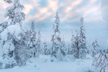 Trees covered with snow at lapland Finland 