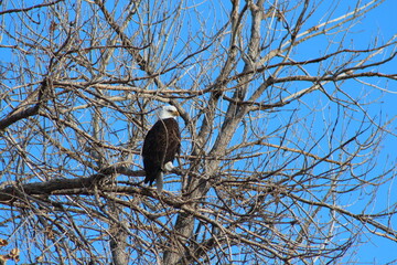 Barr Lake State Park - Eagle Migration