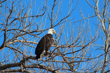 Barr Lake State Park - Eagle Migration