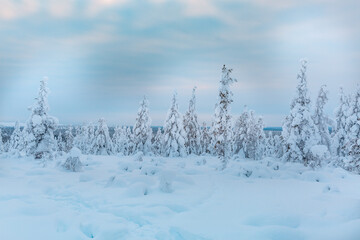 Winter landscape