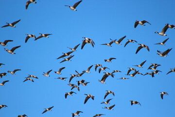 Barr Lake State Park - Eagle Migration