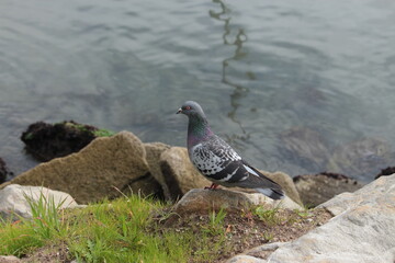 Pigeon on rock