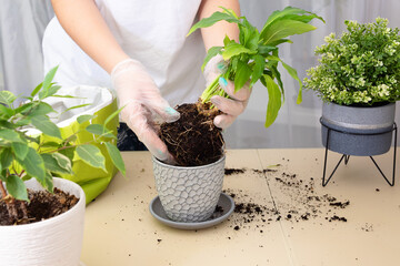 Transplanting plants. Transplanting houseplants, spathiphyllum into a pot. Step 3