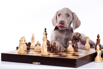 Weimaraner Pointing puppy playing chess