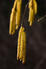 blooming hazel on a spring day, hazelnuts, macro photo