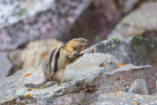 Dancing chipmunk on colored rocks