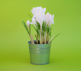 Crocus, plural crocuses or croci is a genus of flowering plants in the iris family.