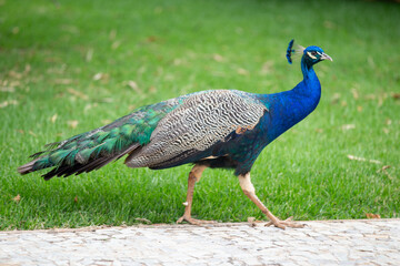 Obraz premium Peacock colored in blue, green and gray walking