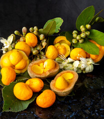 Delicious pequi fruits Caryocar brasiliense, Exotic and much appreciated fruit with a strong smell and flavor used for typical Brazilian savory recipes. It has dangerous spines inside its core.