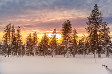 Fototapeta na wymiar Winter landscape at sunset, frozen trees in winter in Lapland, Finland
