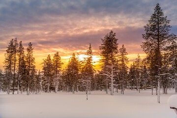 Winter landscape at sunset, frozen trees in winter in Lapland, Finland