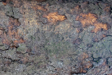 Coarse texture on old tree bark