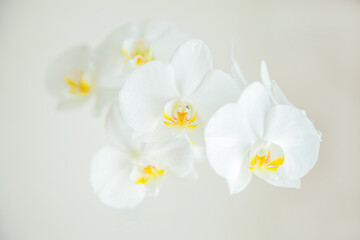Naklejka na ściany i meble A blooming orchid on a soft beige background.