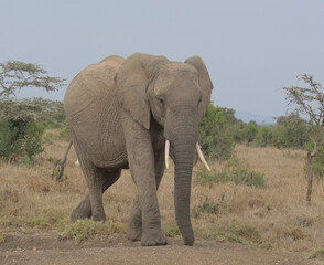 Fototapeta na wymiar single african elephant walking in the wild savannah of the Ol Pejeta Conservancy