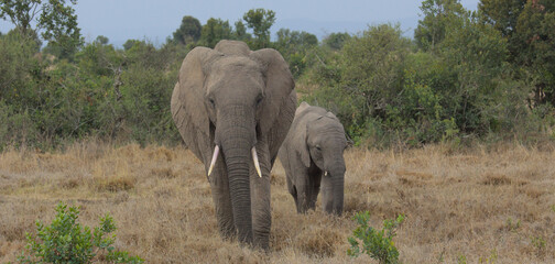 mother african elephant leads baby in the wild Ol Pejeta Conservancy Kenya