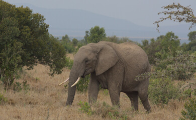 Fototapeta premium young african elephant using its trunk to graze in the wild Ol Pejeta Conservancy Kenya