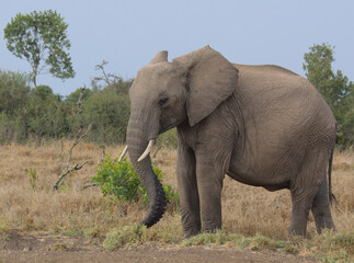 african elephant using its trunk to graze in the wild Ol Pejeta Conservancy Kenya