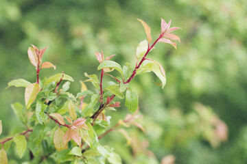 Plum branch with green and pink leaves on a natural background