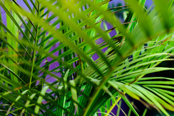 Closeup of a green tropical palm in front of a purple wall