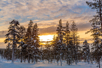 Winter landscape at sunset, frozen trees in winter in Lapland, Finland	
