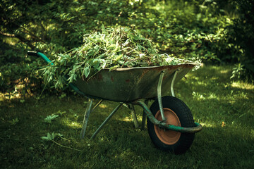 Metal garden cart with weeds on a green background in the garden. Care of the garden.