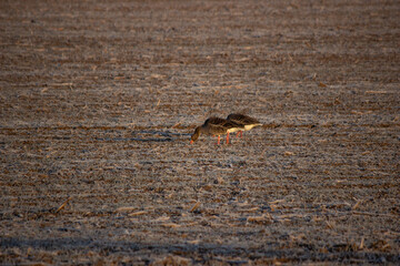 bird on the ground