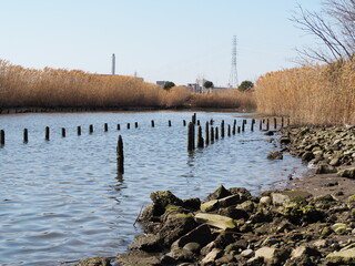 荒川の水辺の杭