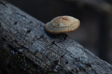 Mushroom
