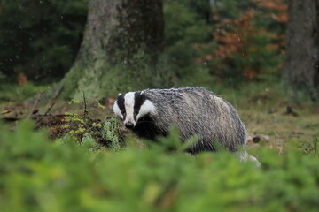 European badger, Meles meles, in spruce forest during snowfall. Also known as Eurasian badger. Animal looking for food in mossy rotten stump. Wild animal in winter nature. Habitat Europe, Asia. © Vaclav