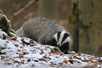 Obraz premium European badger, Meles meles, looking for food in winter forest. Cute animal sniffs in green moss and orange leaves. Hunting beast in snowfall. Wildlife scene from nature. Habitat Europe, Western Asia