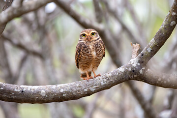Isolated brown owl on the branch of the tree with blurred background
