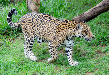 Large adult jaguar walking through the grass