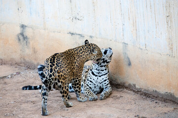 Two yellow jaguars exchanging caresses