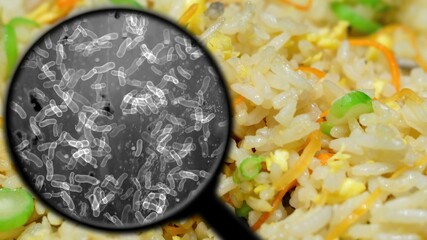Searching for bacteria in rice