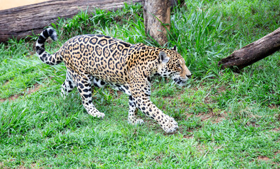 Big yellow jaguar isolated walking on the grass