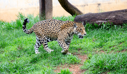 Yellow jaguar walking on the grass