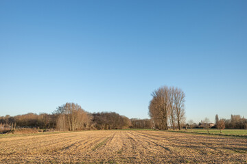 Outdoor sunny view of empty agricultural land after ploughed with background of tree against blue sky.