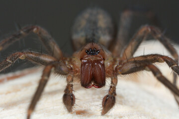 Tegenaria SP
