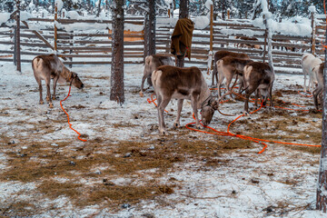 reindeer in natural enviroment in scandinavia	
