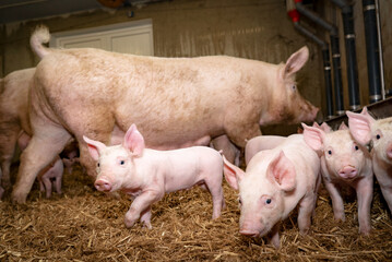 Obraz na płótnie Canvas Tierwohl - Sau mit ihren Ferkeln im Strohstall, landwirtschaftliches Symbolfoto.