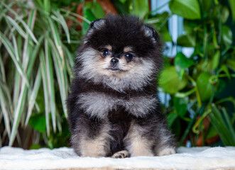 portrait of pomeranian puppy on a floor